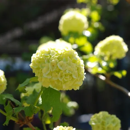 Talarowa Delux Appartamento